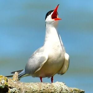 Meet your Posher, Kendall